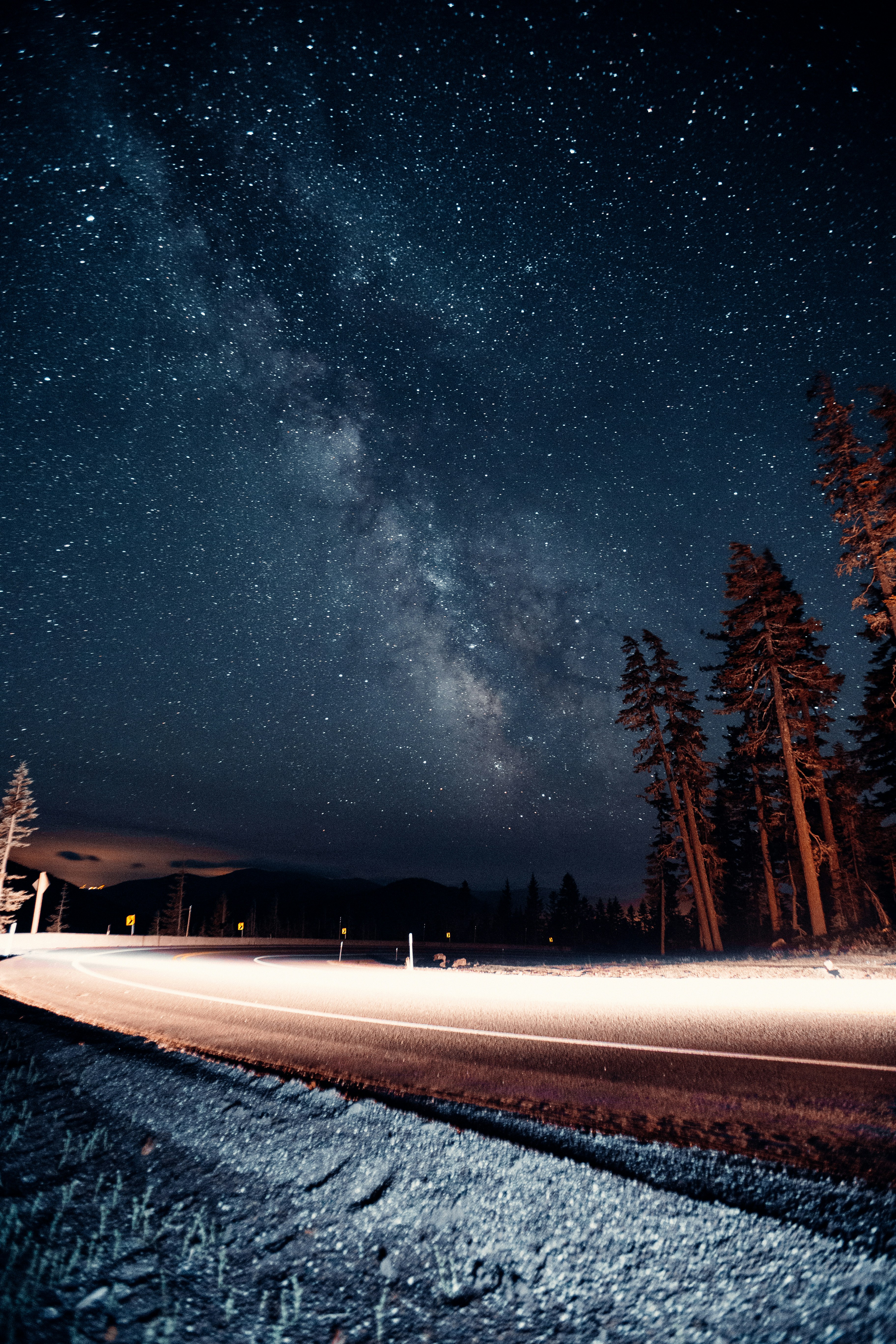 trees and snow covered ground under starry night